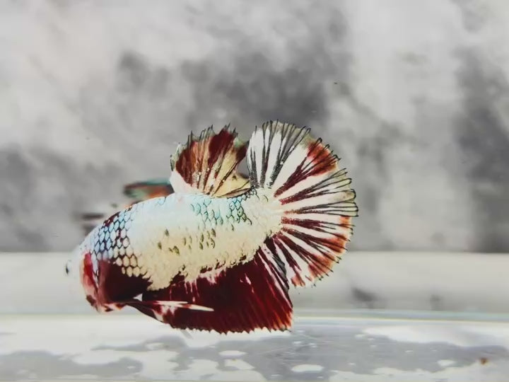 Rare Pair Red Copper Betta Fish