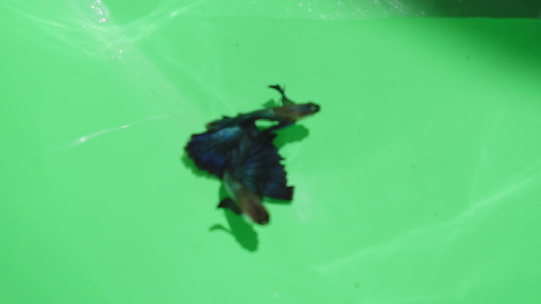 Japanese Blue Dumbo Ear Guppy Fish