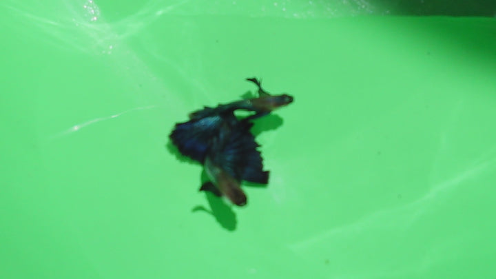 Japanese Blue Dumbo Ear Guppy Fish