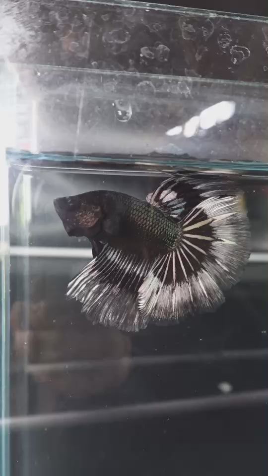 Rare Halfmoon Black Copper Butterfly Betta Fish