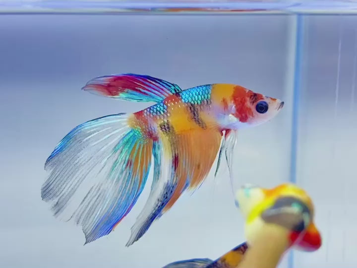 Rare Veiltail Koi Betta Fish