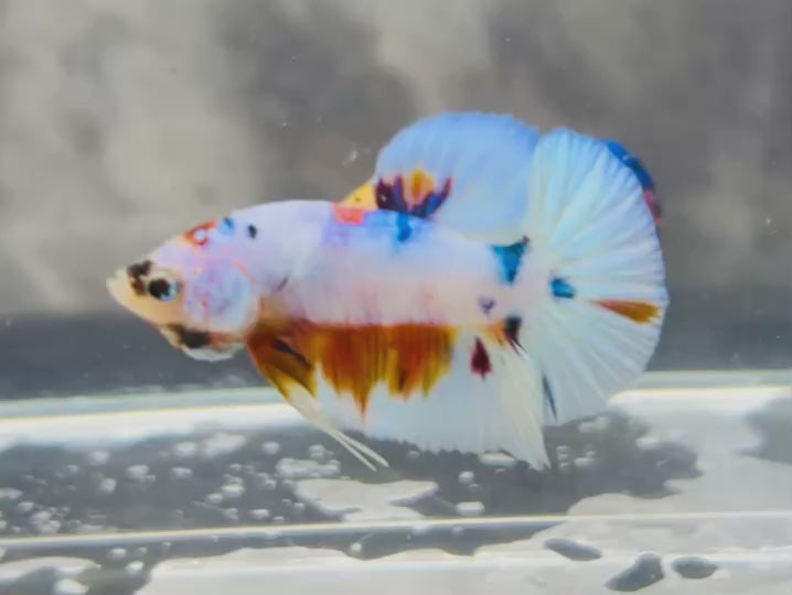 Rare Koi Multicolors Betta Fish
