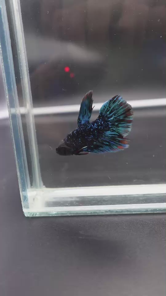 Rare Halfmoon Black Star Betta Fish