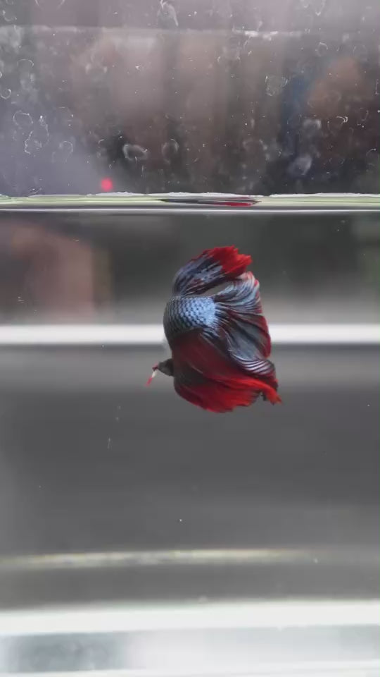 Rare Halfmoon Red Copper Betta Fish
