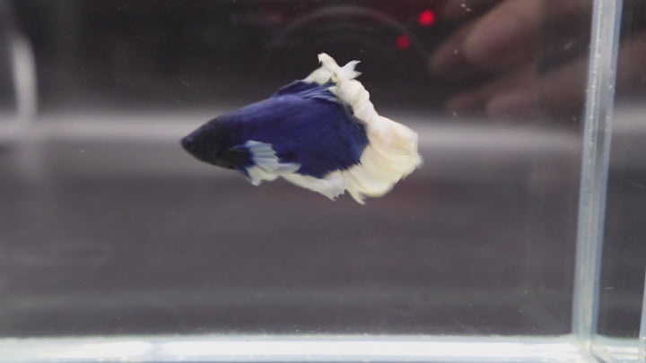 Halfmoon Blue Butterfly Betta Fish