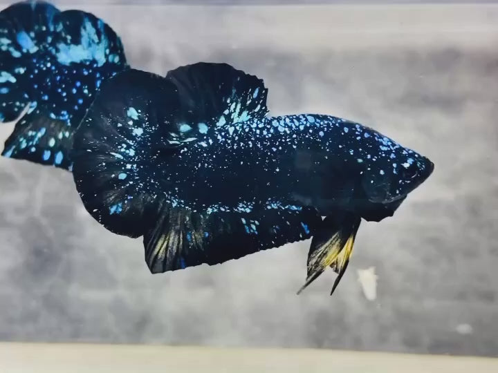 Rare Avatar Betta Fish