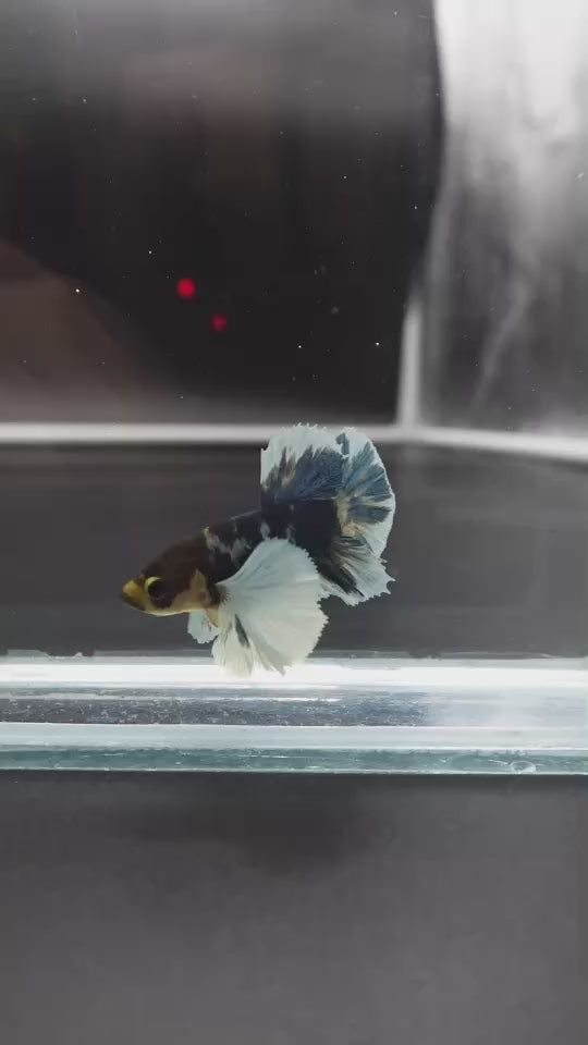 Rare Dumbo Multicolor Betta Fish