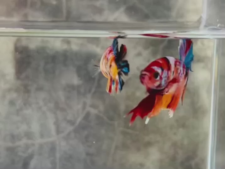 Rare Pair Koi Multicolors Betta Fish