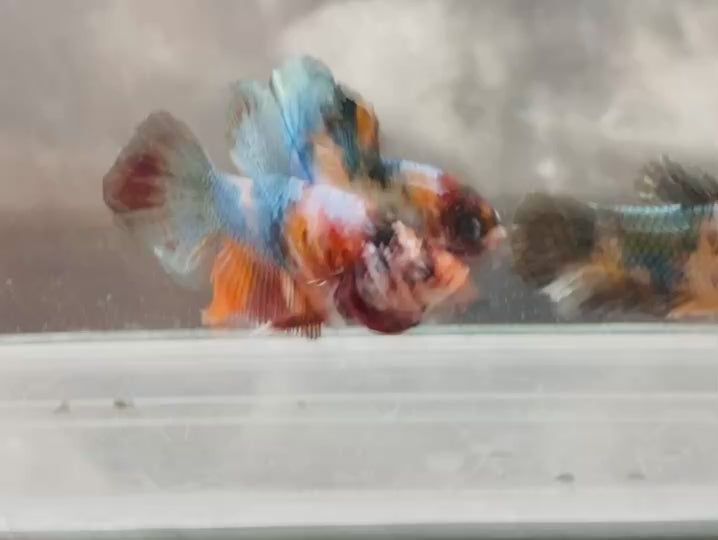 Rare Pair Koi Multicolors Betta Fish