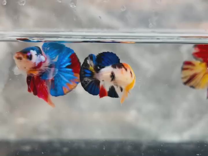 Rare Pair Koi Multicolors Betta Fish