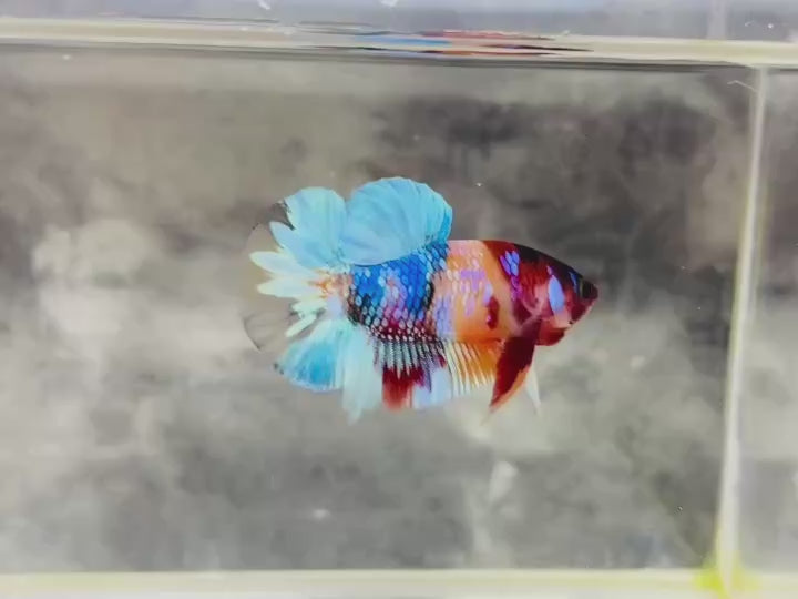 Rare Koi Multicolors Betta Fish