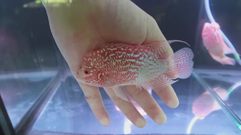 Rare Kamfa Golden Base Flowerhorn 4 inch