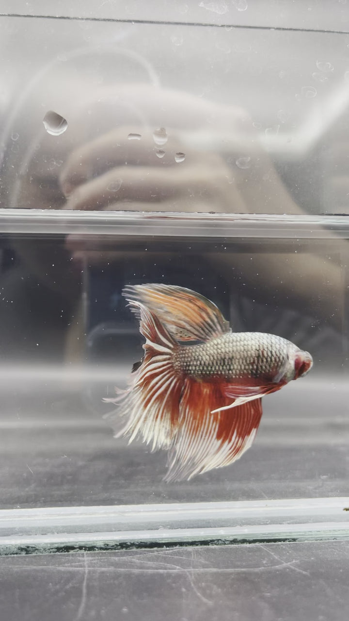 Rare Giant Halfmoon Copper Red Tail Betta Fish