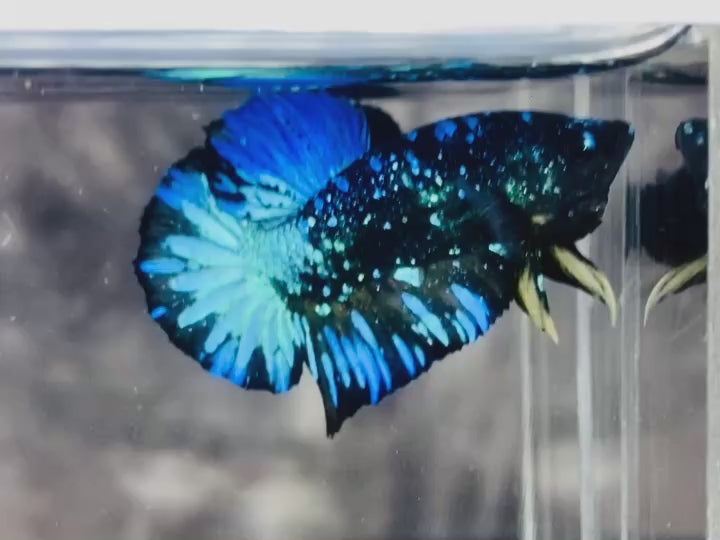 Rare Avatar Betta Fish (Male) - AV1013
