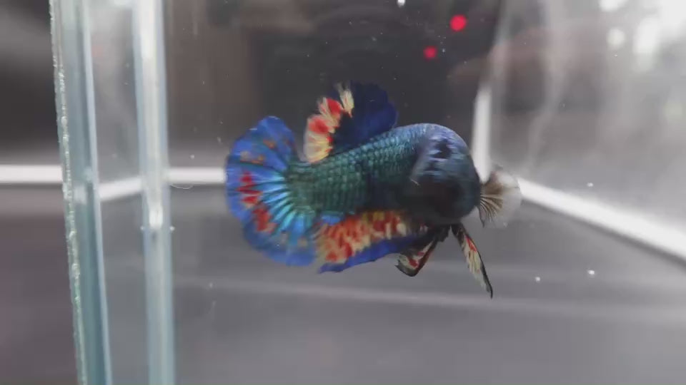 Rare Blue Copper Vanda Betta Fish