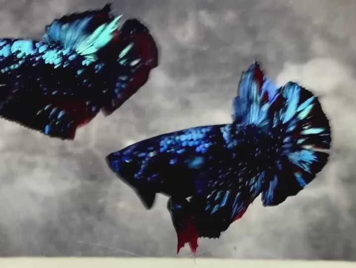 Rare Avatar Betta Fish