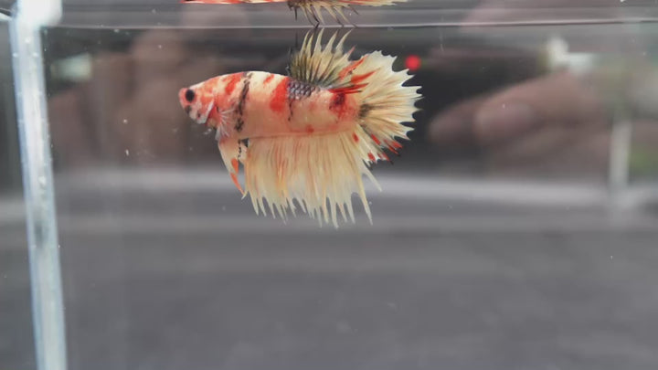 Rare CTPK Koi Betta Fish