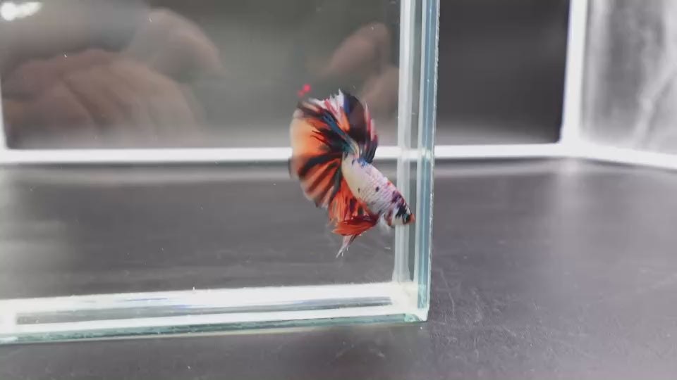 Rare Halfmoon Multicolors Betta Fish