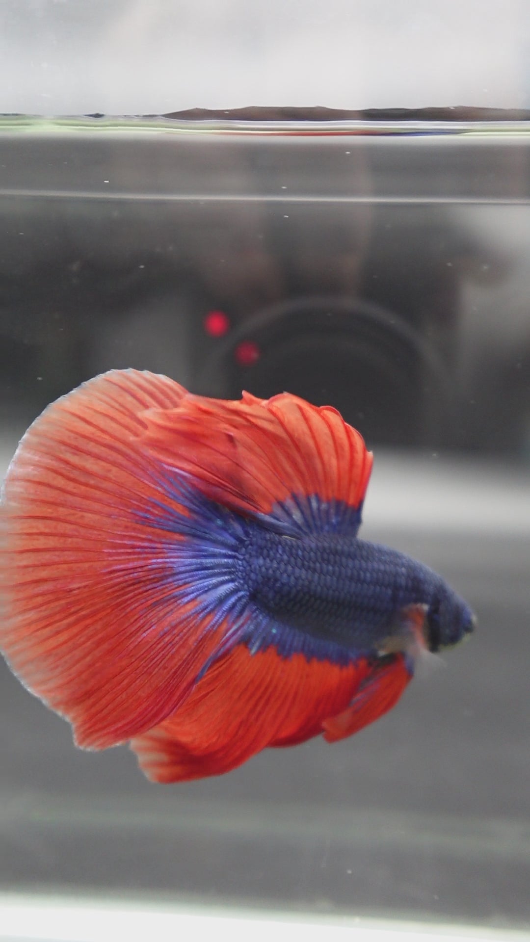 Competition Halfmoon Super Blue Orange Fin Betta Fish