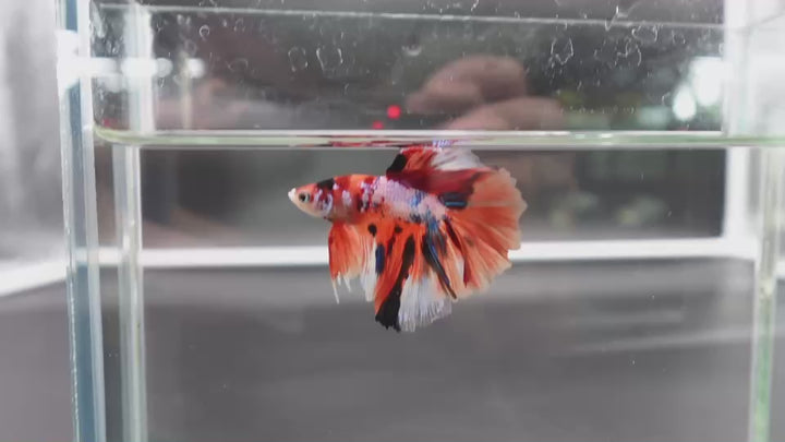 Rare Halfmoon Multicolors Betta Fish