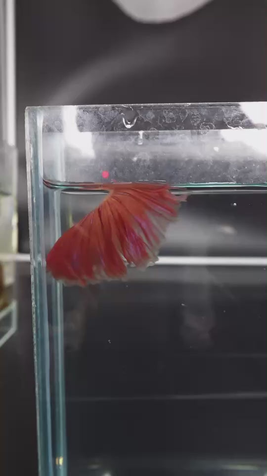 Rare Halfmoon Tangerine Betta Fish