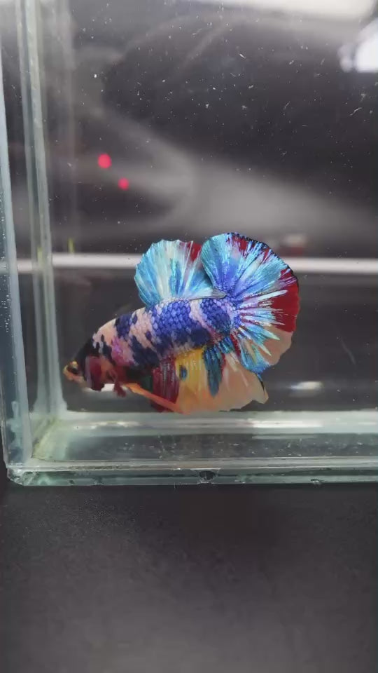 Competition grade - Multicolors Betta Fish
