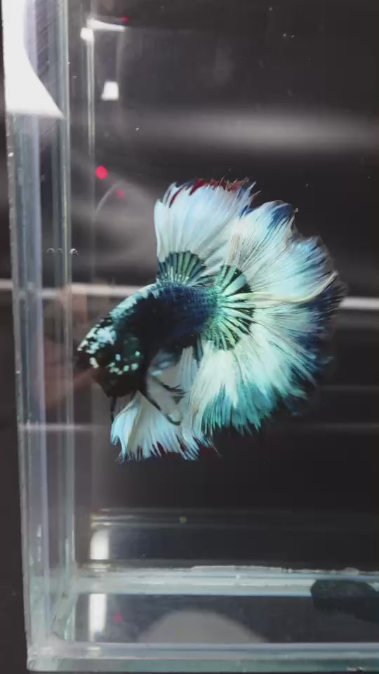 Rare Halfmoon Green Copper Betta Fish