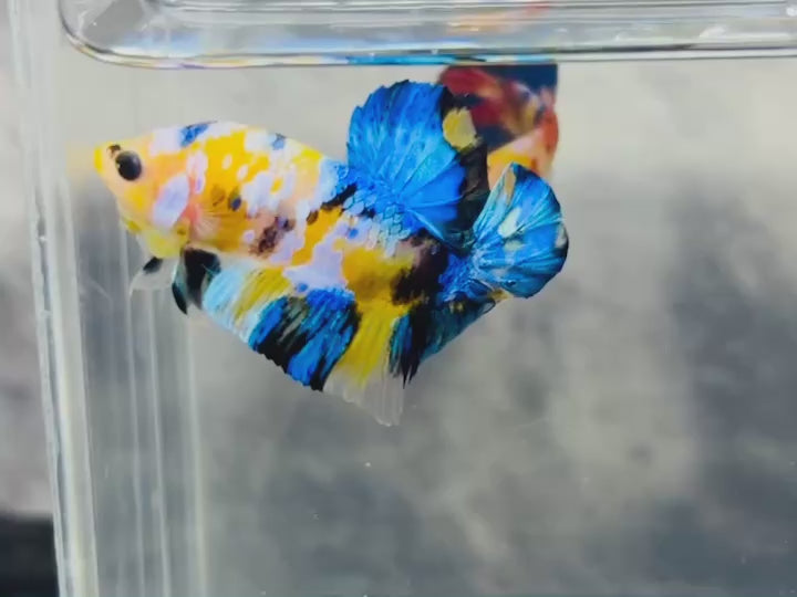Rare Koi Multicolors Betta Fish