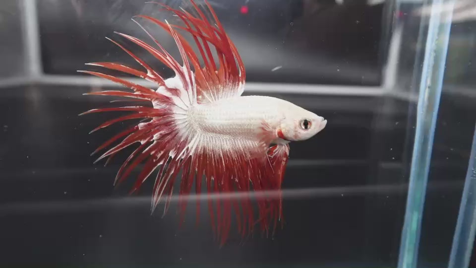 Rare Red Dragon Crowntail Betta Fish