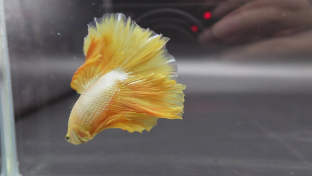 Halfmoon Yellow Betta Fish