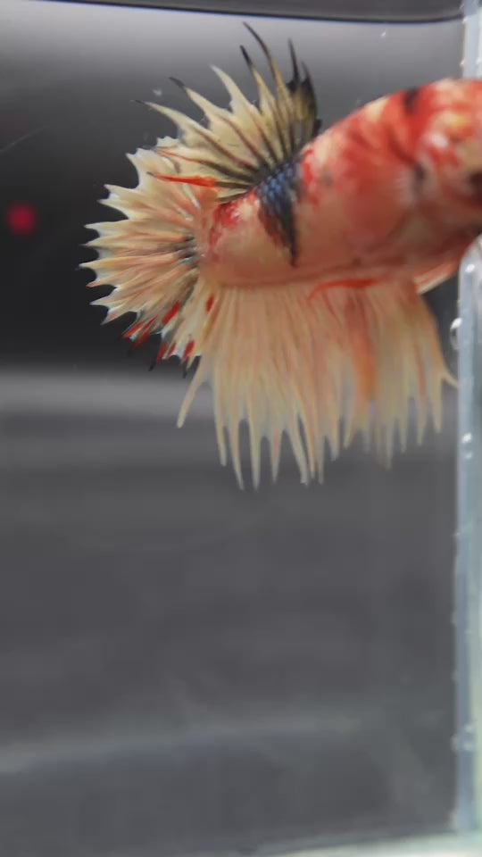 Rare CTPK Koi Betta Fish