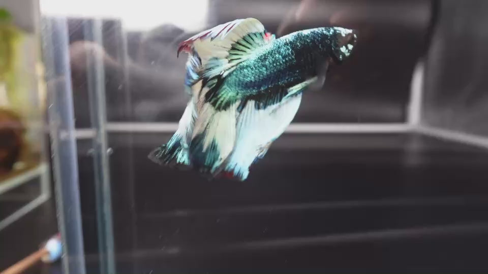 Rare Halfmoon Green Copper Betta Fish