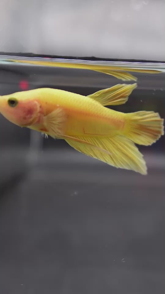 Vivid Yellow Betta Fish