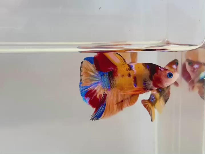 Rare Pair Koi Multicolors Betta Fish