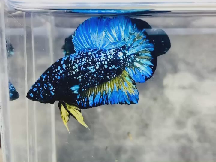 Rare Avatar Betta Fish