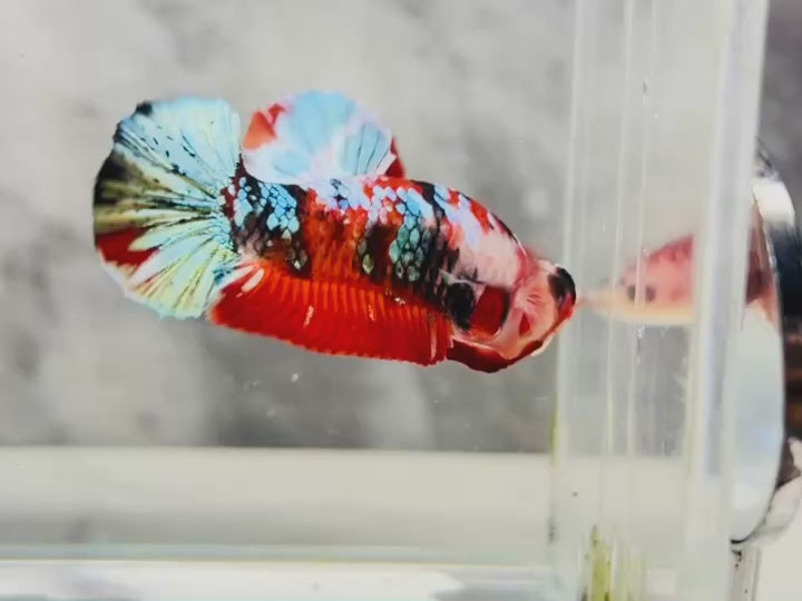 Rare Pair Red Copper Betta Fish