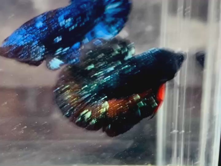Rare Avatar Betta Fish