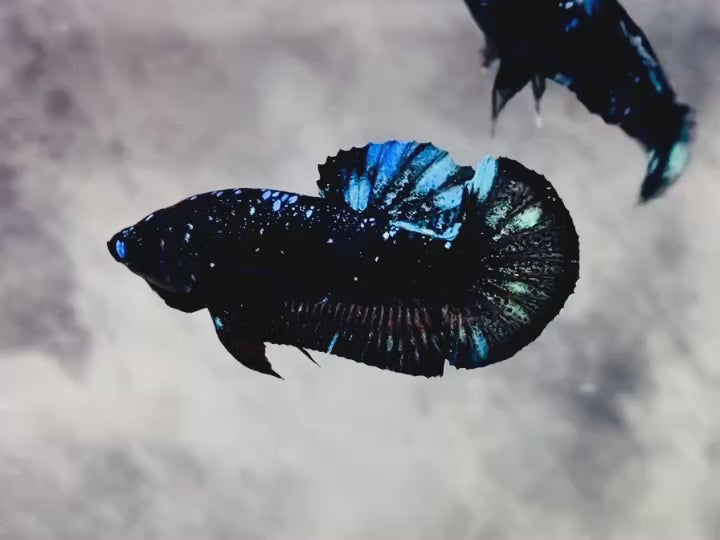 Rare Avatar Betta Fish