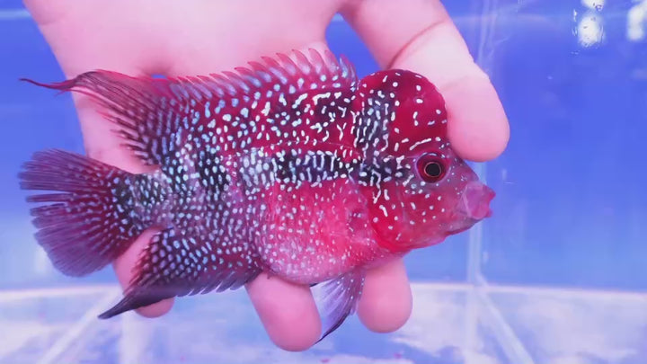 Rare Flowerhorn - 4 inch
