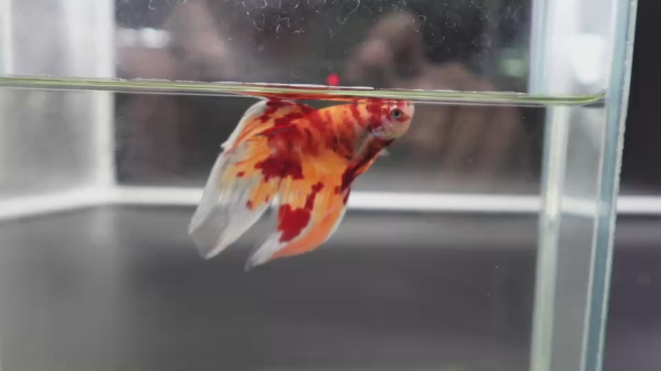 Rare Veiltail Koi Betta Fish