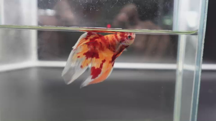 Rare Veiltail Koi Betta Fish