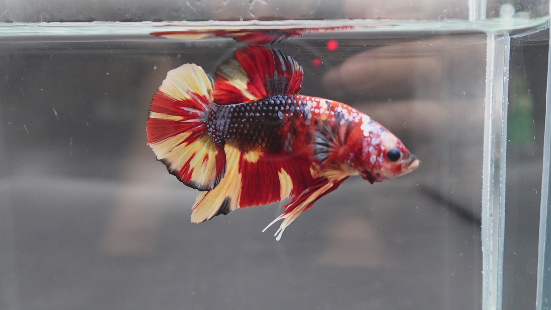 Rare Giant Multicolors Betta Fish