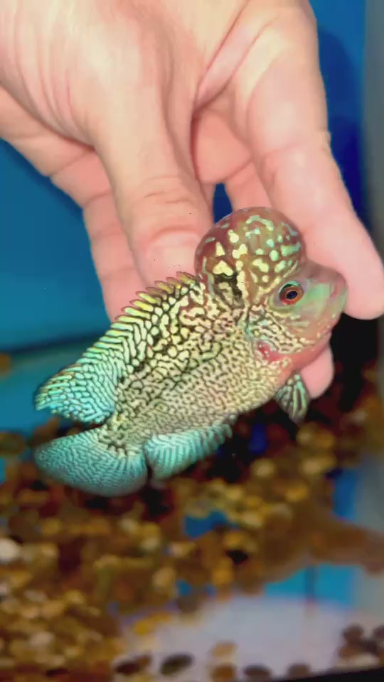 Rare Kamfa Flowerhorn