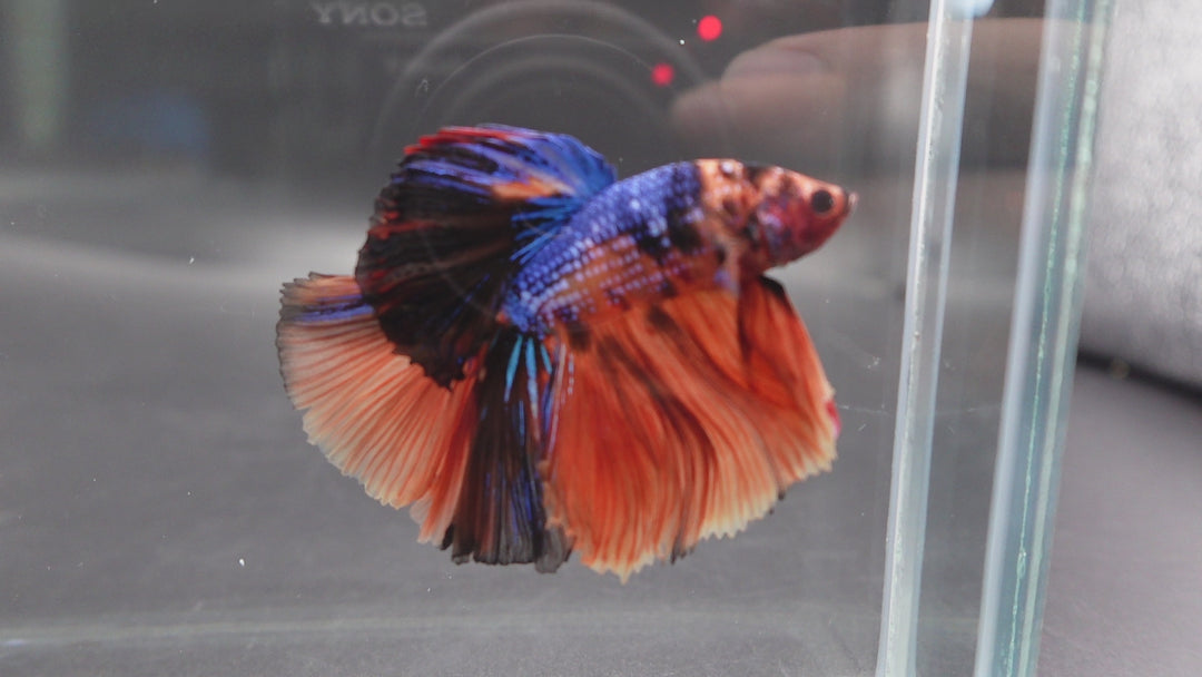 Rare Halfmoon Multicolors Betta Fish