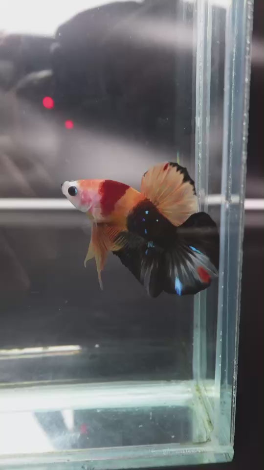 Rare Koi Multicolors Betta Fish