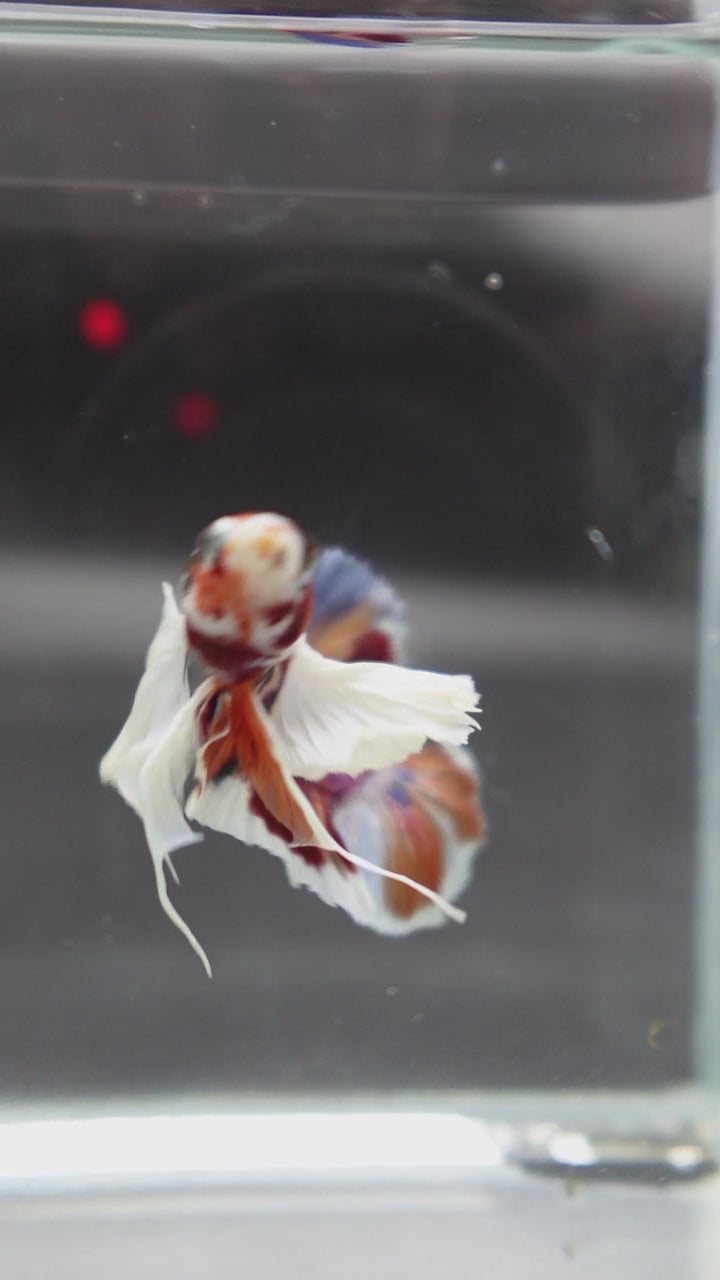 Competition grade - Dumbo Multicolors Betta Fish