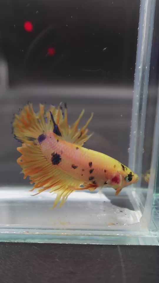 Rare CTPK Koi Betta Fish