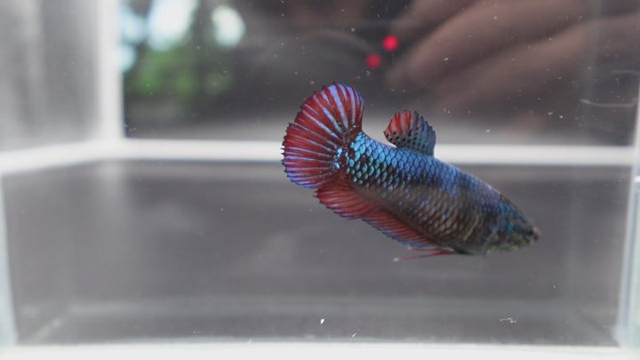 Rare Giant Multicolors Betta Fish
