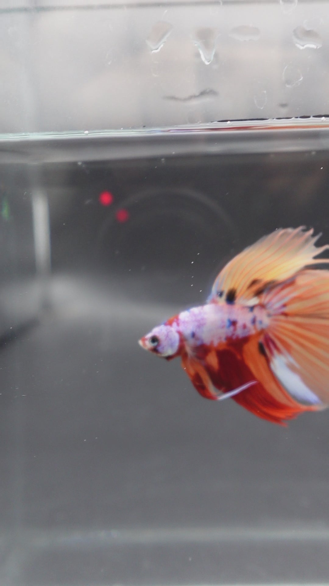 Rare Halfmoon Multicolors Betta Fish