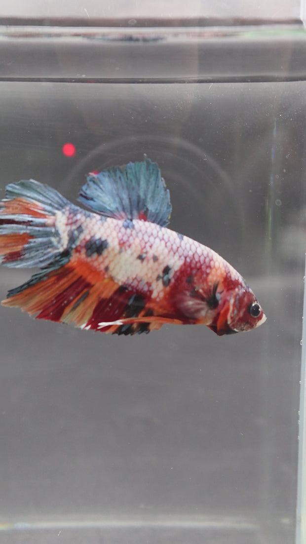 Betta    観賞魚　写真 Betta fish OHMPK Sparkle Fancy Red Zebra (Ultra Rare